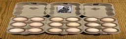 Chickens poultry for sale: Silkie Chicks - Advert 3