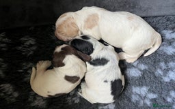 Cocker Spaniel dogs for sale: 3 KC Registered Show Cocker Spaniel Puppies  - Image 1