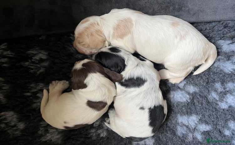 Cocker Spaniel dogs - Advert 5