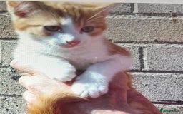 Mixed Breed cats for sale: Kittens - Image 8