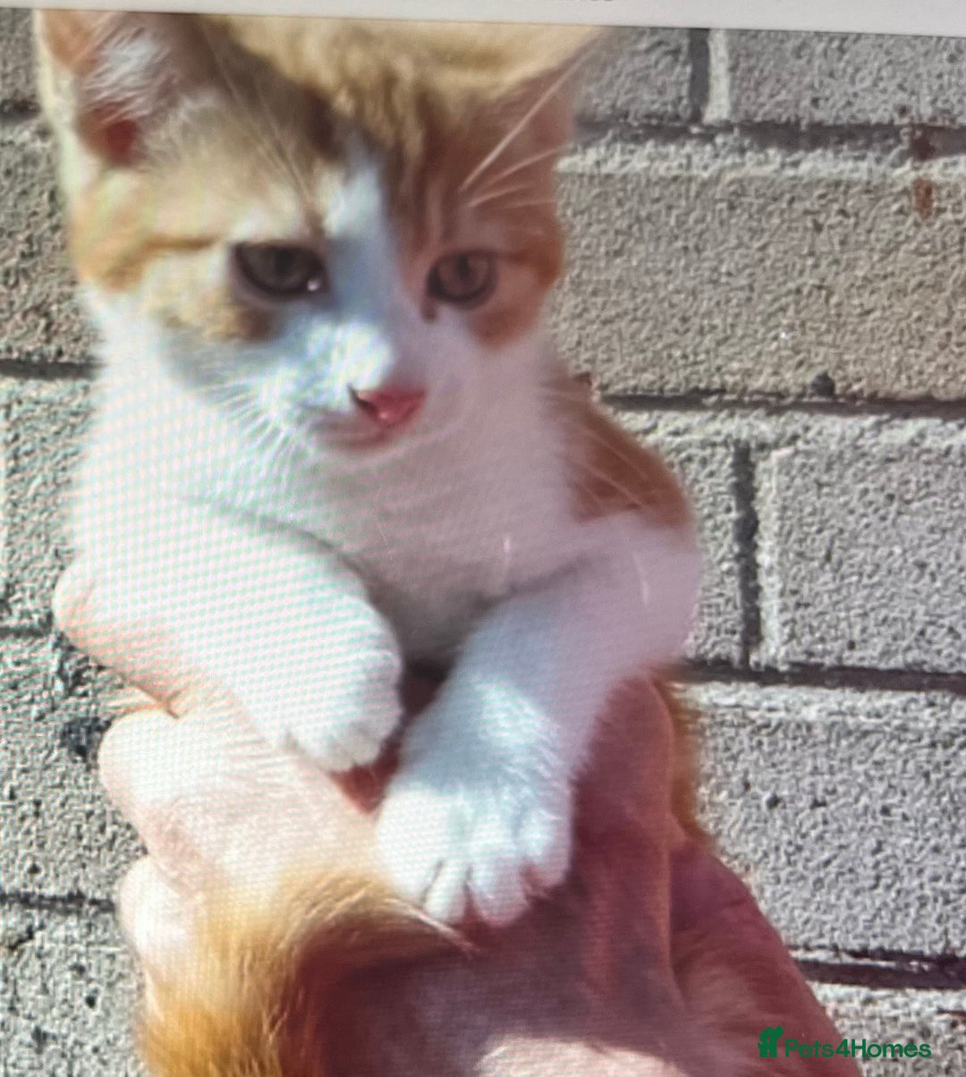 Mixed Breed cats for sale: Kittens - Image 8