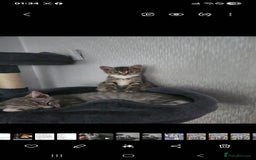 Mixed Breed cats for sale: Kittens  - Image 11