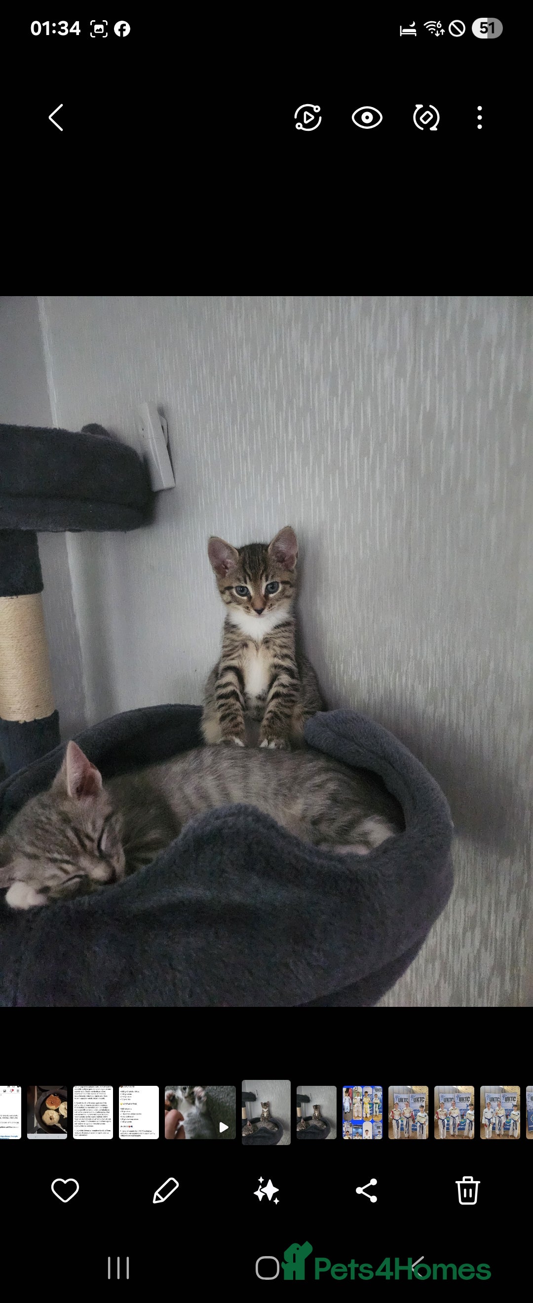 Mixed Breed cats for sale: Kittens  - Image 11