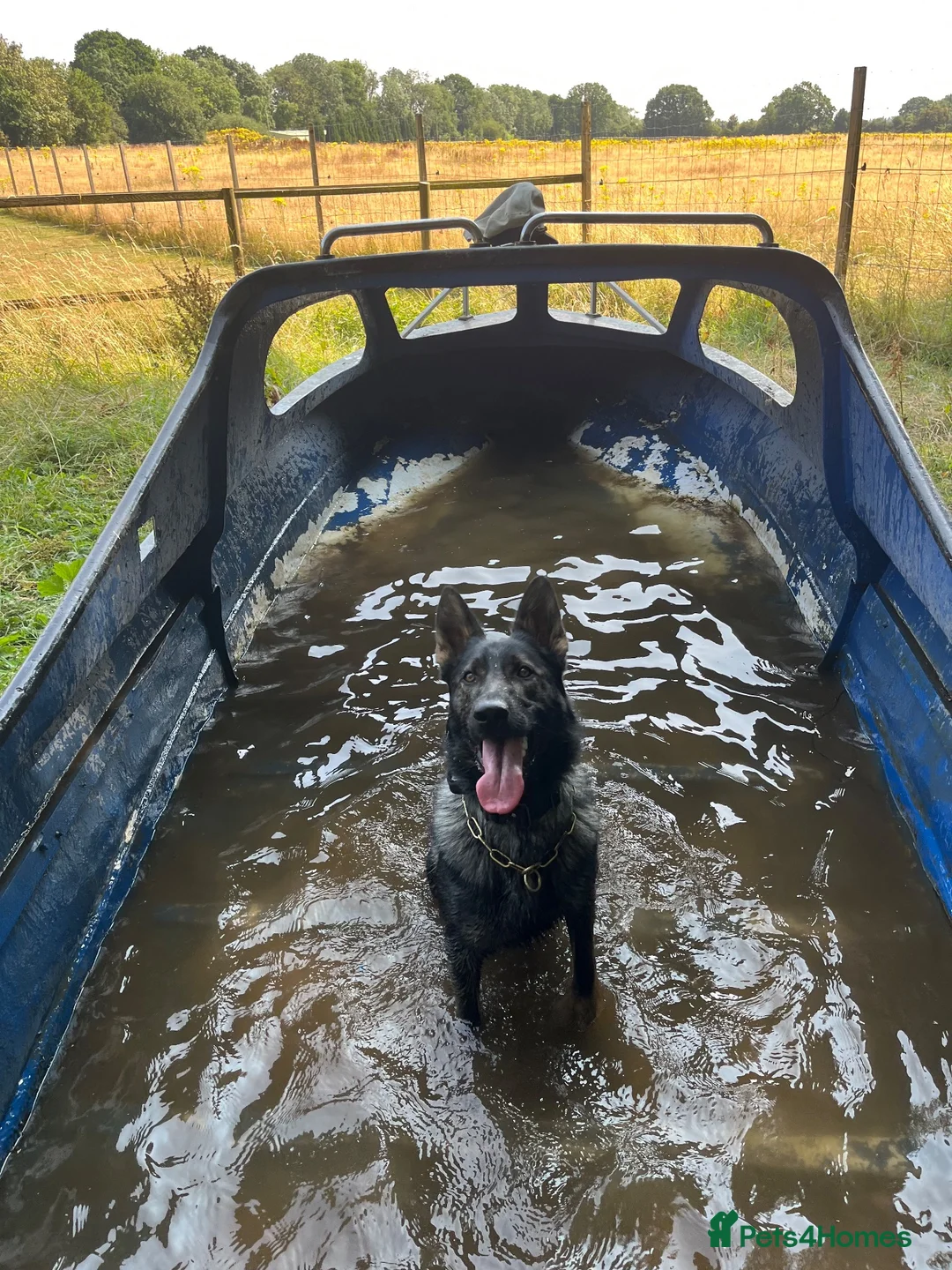 German Shepherd dogs for sale: Working line gsd  - Advert 3