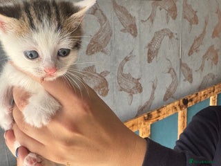 Mixed Breed cats for sale: *******1 adorable kitten left***** - Advert 1