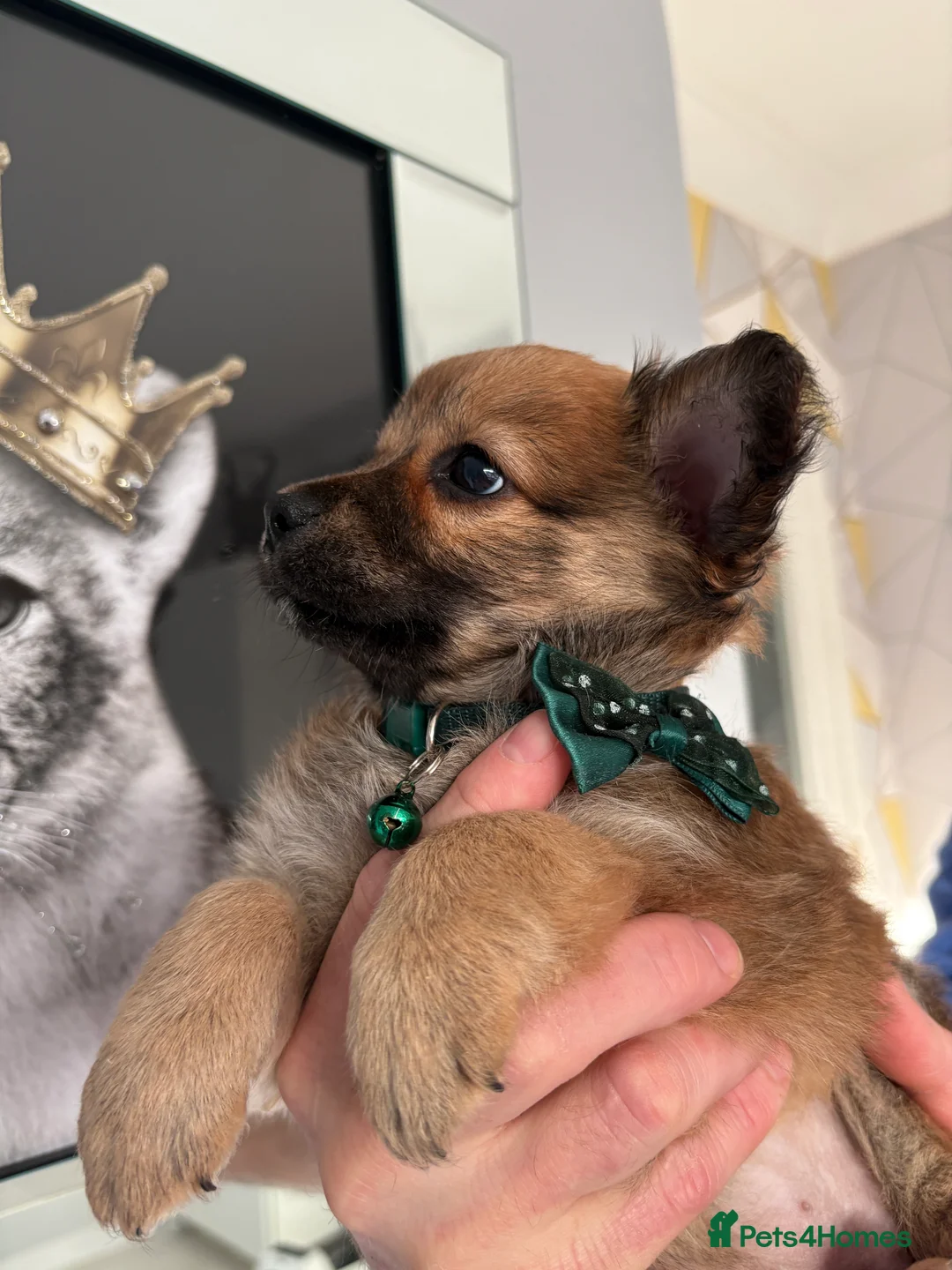 Mixed Breed dogs for sale: Italian volpino x deer head chihuahua puppies  - Advert 17
