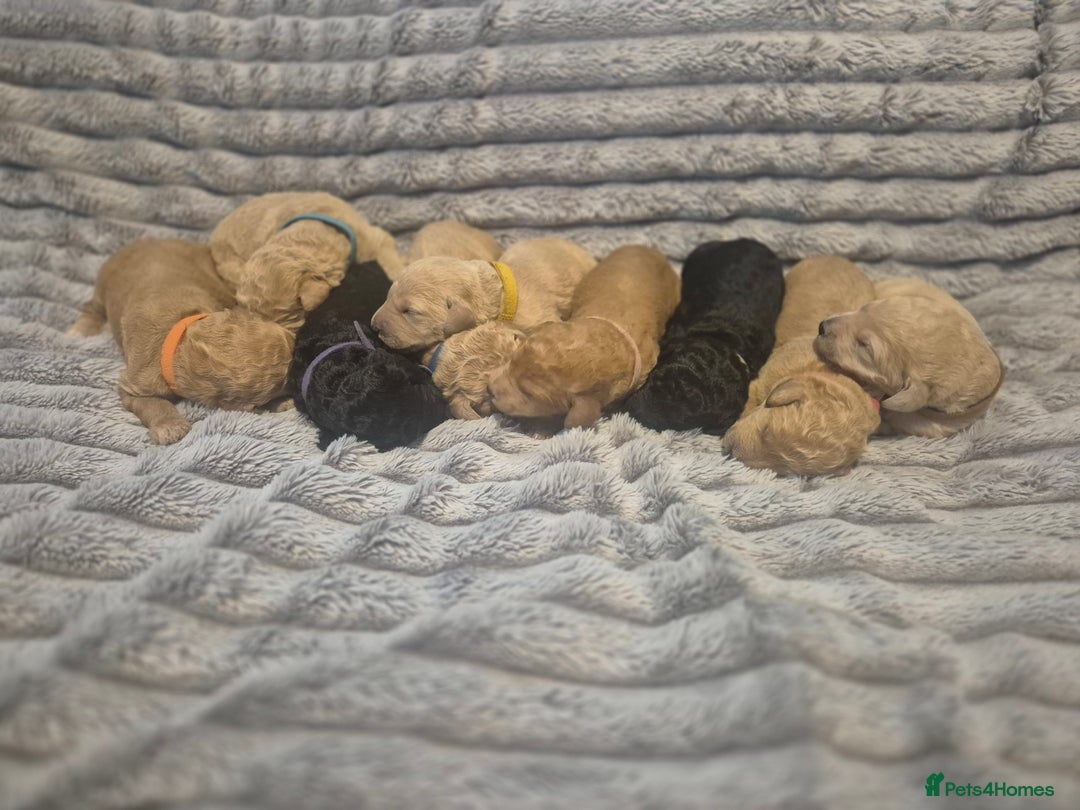 Labradoodle dogs for sale: Labradoodle muti gen f1bb - Image 6