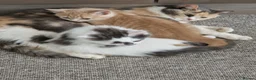 Mixed Breed cats for sale: Free - Two kittens to experienced cat owners - Advert 8