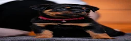 Rottweiler dogs for sale: KC reg health tested female Rottweiler puppy - Advert 3