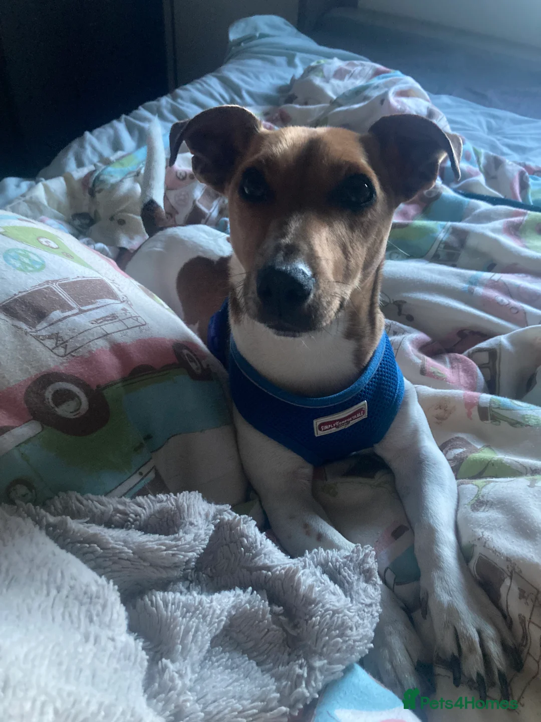 Jack Russell dogs for sale: Jack Russell  in Durham - Advert 2