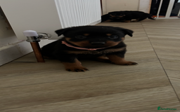 Rottweiler dogs for sale: Beautiful Rottweiler pups  - Image 10