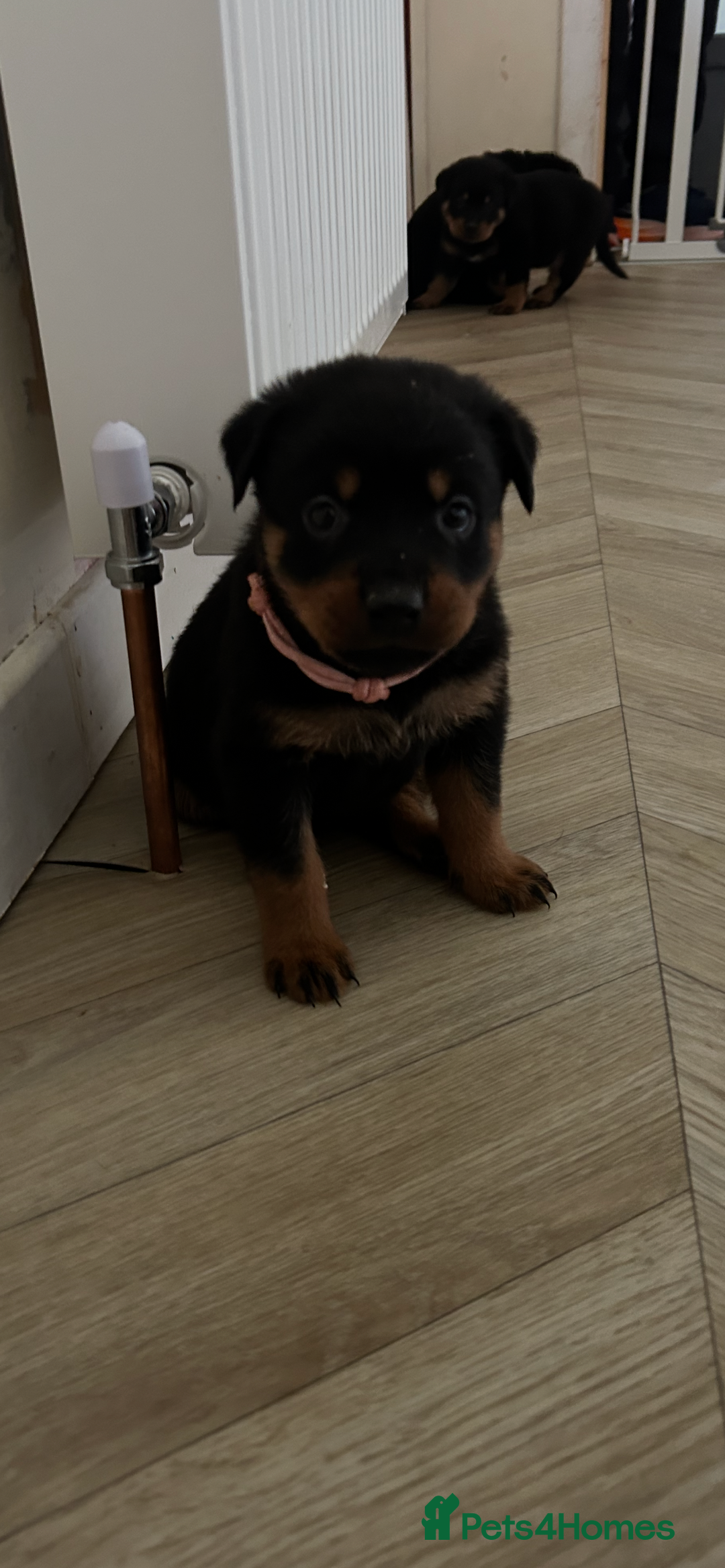 Rottweiler dogs for sale: Beautiful Rottweiler pups  - Image 10