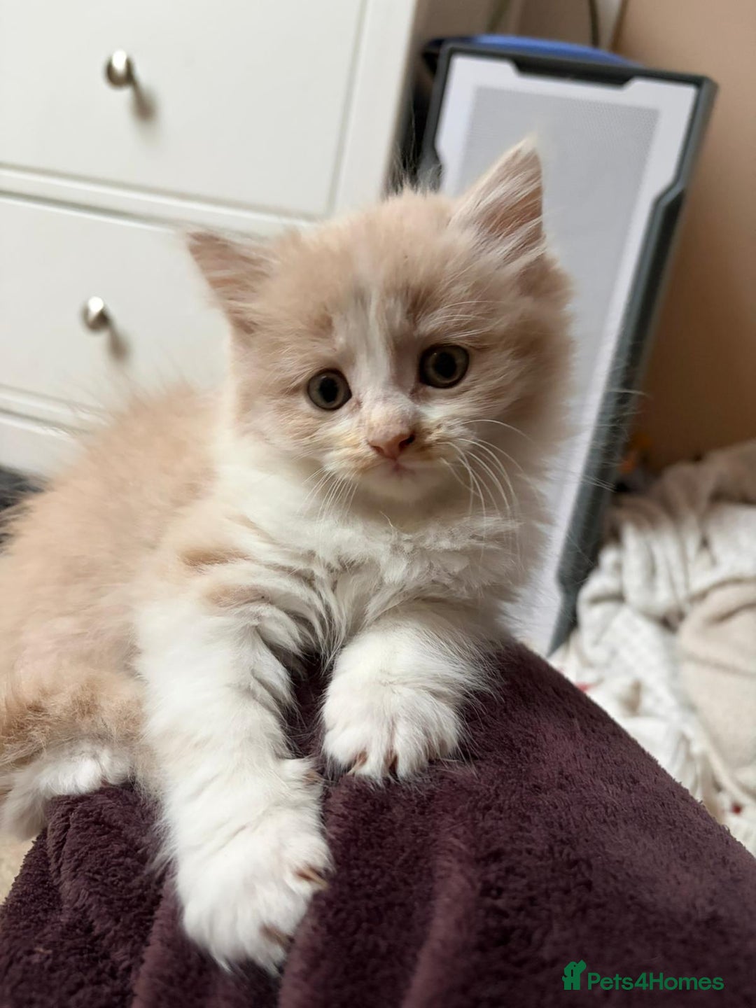 Maine Coon cats for sale: Maine coon X persian kittens  - Advert 7