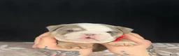 English Bulldog dogs for sale: Beautiful English Bulldog Girls in Wolverhampton - Advert 11
