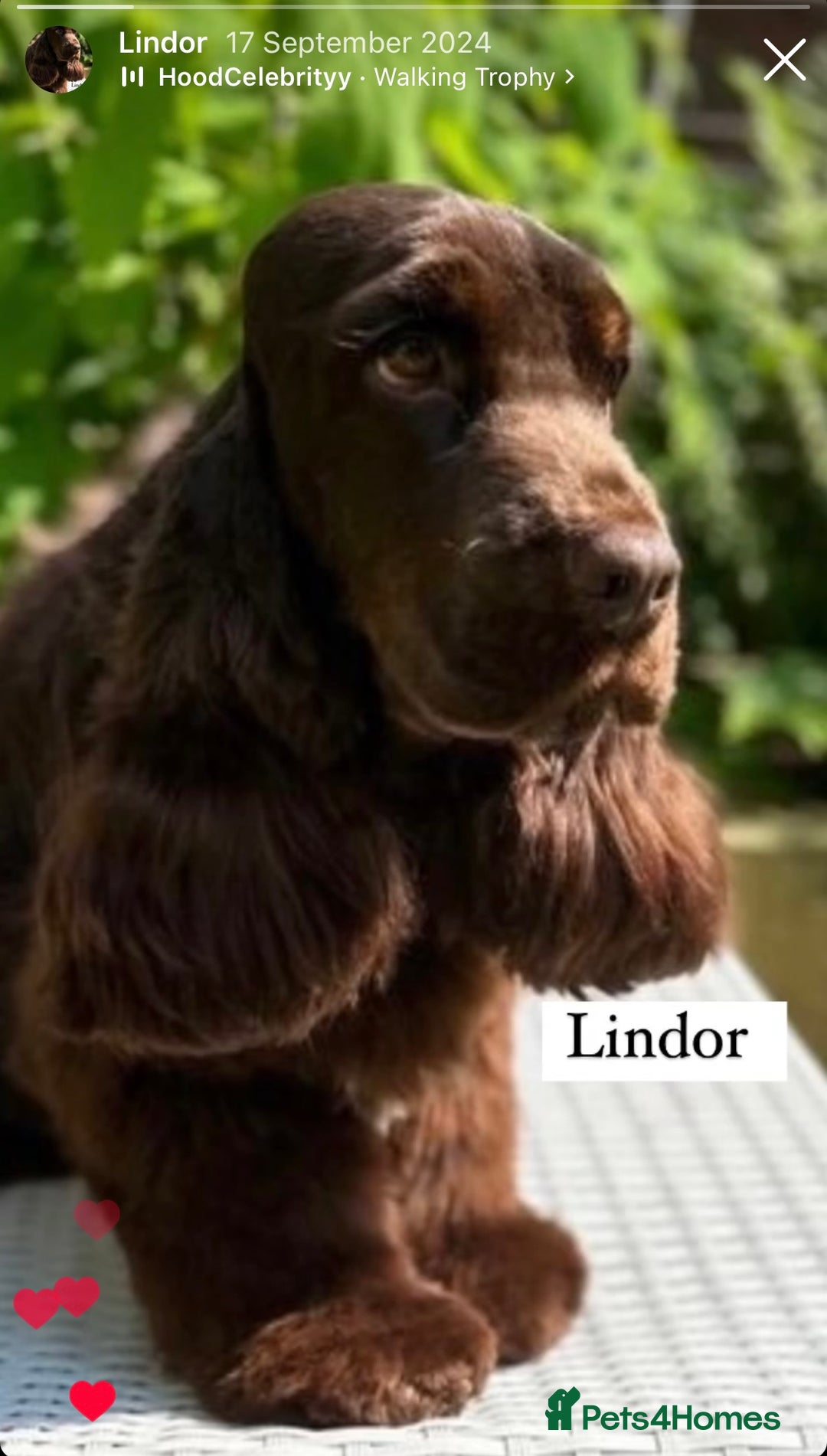 Cocker Spaniel dogs for sale: Stunning cocker spaniel puppies  - Image 4