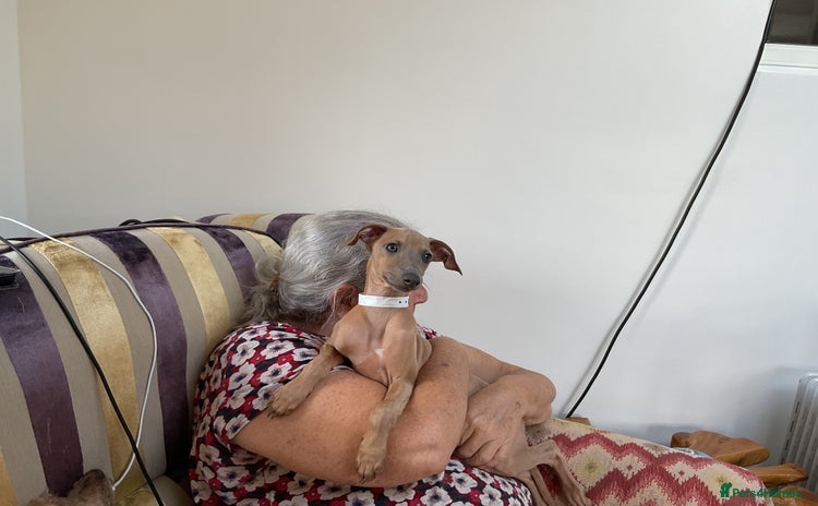 Italian Greyhound dogs - Advert 5