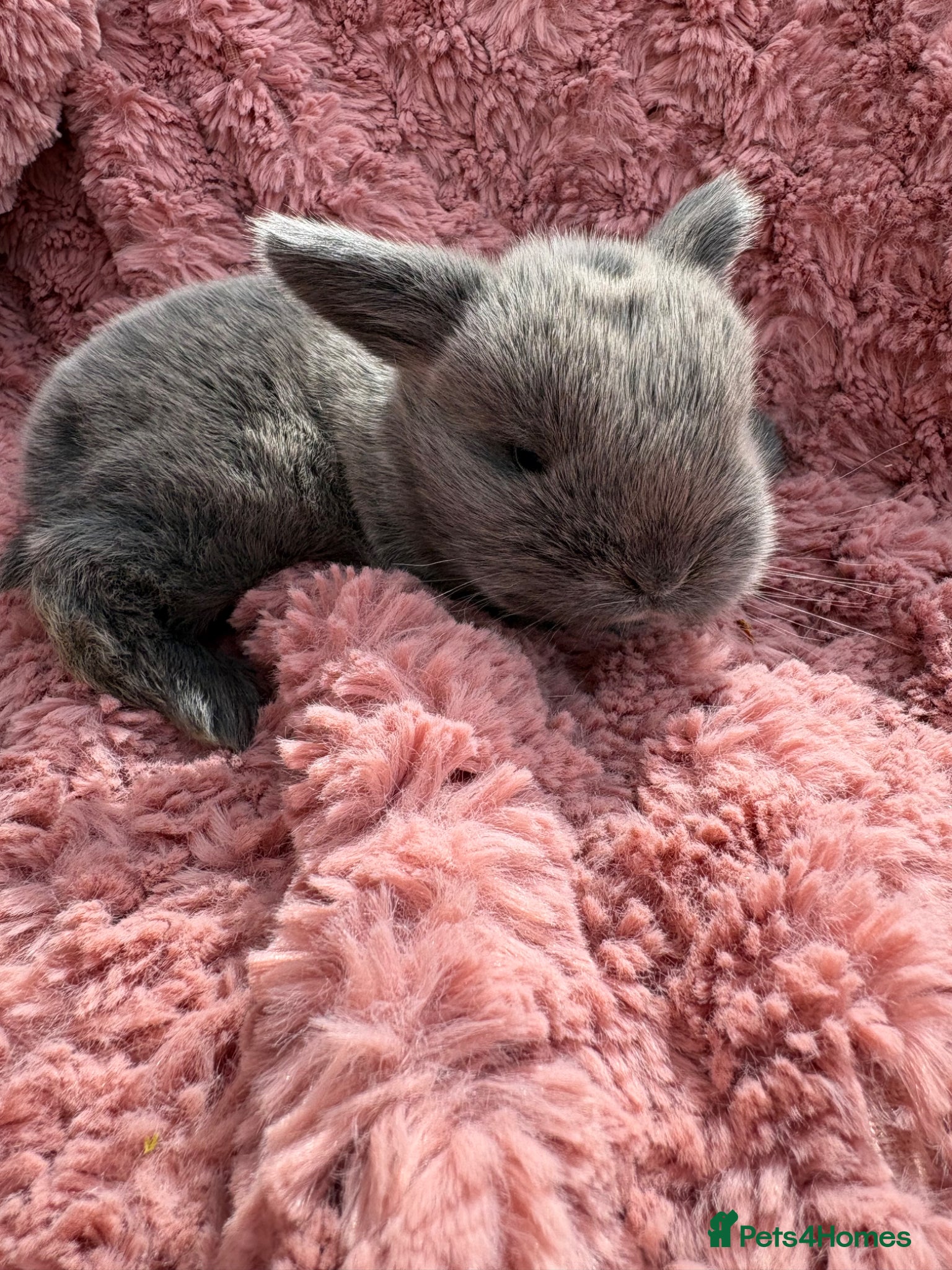 Mini Lop rabbits Raised indoors Mini lops/lion lops-vaccinated  - Advert 1