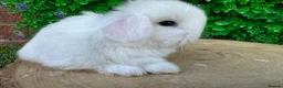 Mini Lop rabbits for sale: Stunning purebred mini lops - Advert 7