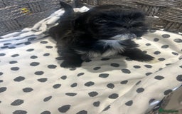 Shih Tzu dogs for sale: Litter of 5 Shih tzu puppys - Image 6