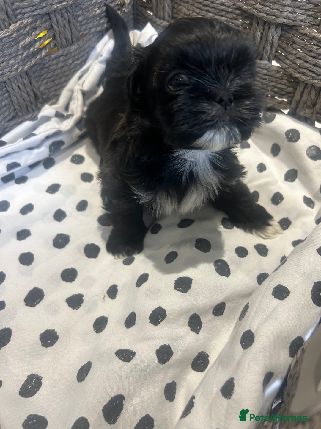 Shih Tzu dogs for sale: Litter of 5 Shih tzu puppys - Image 6