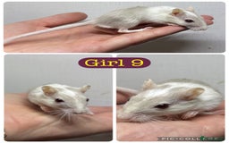 Gerbil rodents for sale: Beautiful friendly baby gerbils  - Image 18