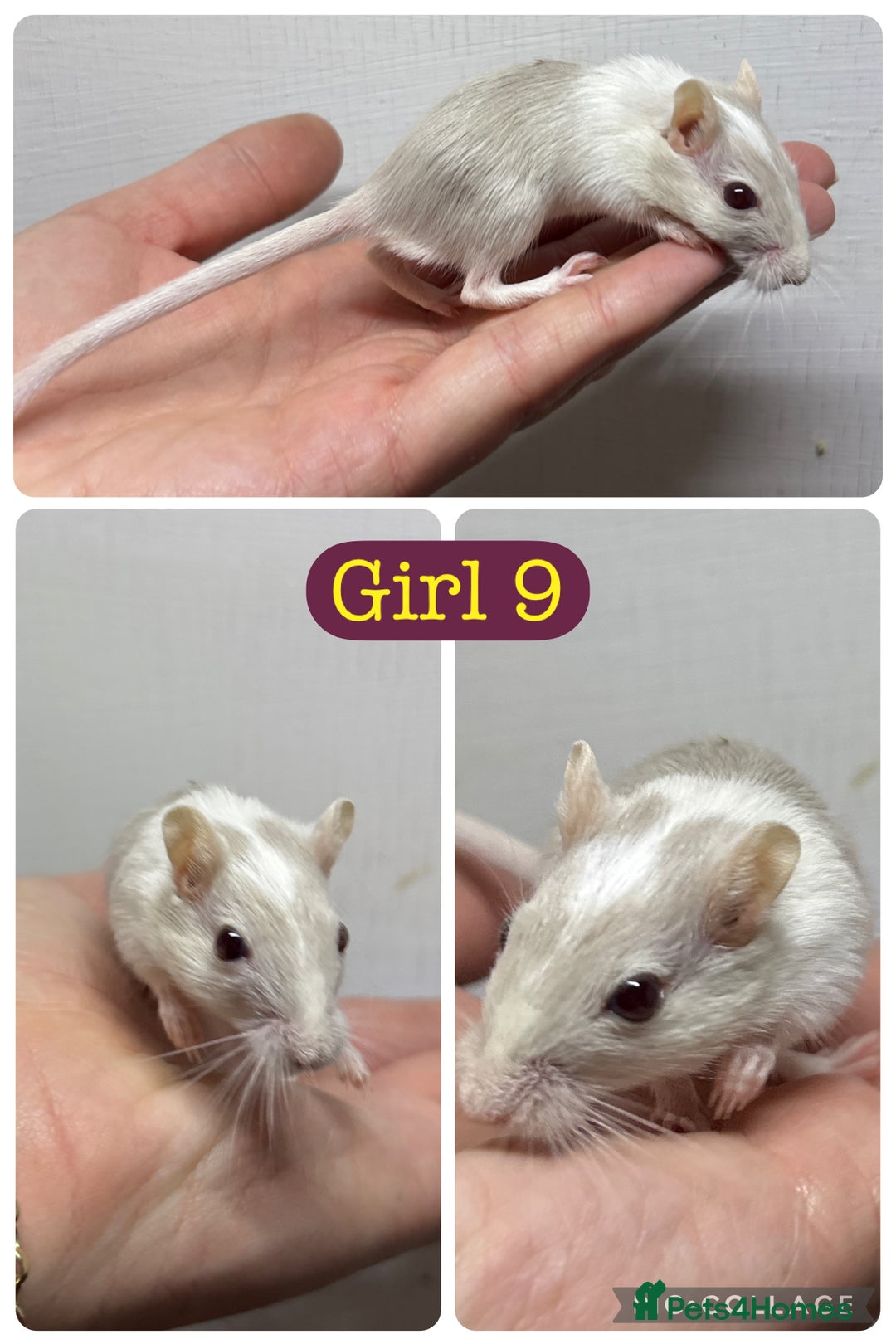 Gerbil rodents for sale: Beautiful friendly baby gerbils  - Image 18