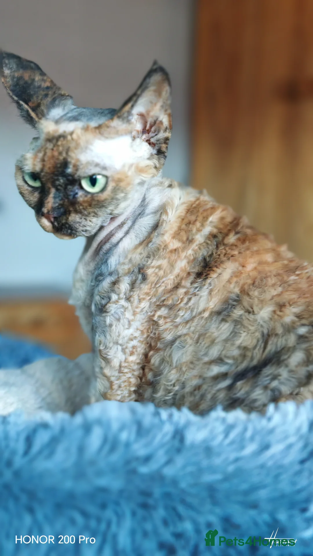 Devon Rex cats for sale: Beautiful Devon Rex  - Advert 5