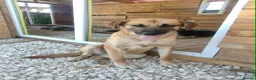 Mixed Breed dogs for adoption: Daisey 6 year’s Macedonian rescue  - Advert 5