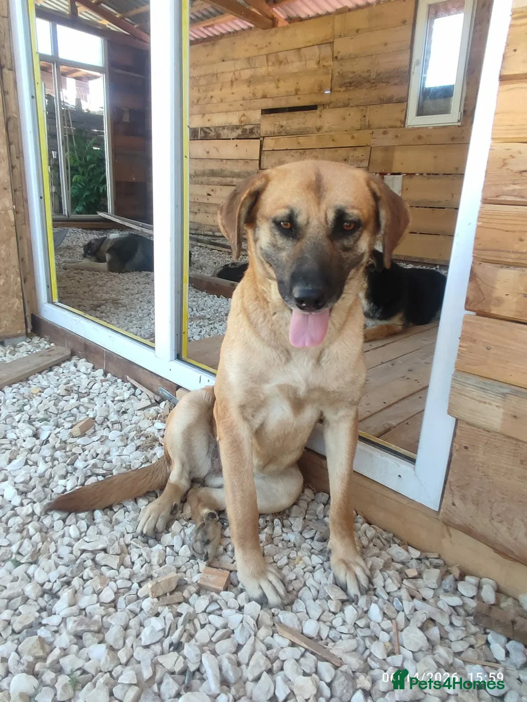 Mixed Breed dogs for adoption: Daisey 6 year’s Macedonian rescue  - Advert 1