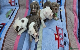 Olde English Bulldogge dogs for sale: Puppies 07931561727 - Image 10