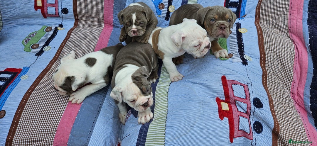Olde English Bulldogge dogs for sale: Puppies 07931561727 - Image 10