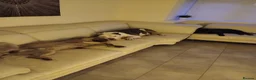Mixed Breed dogs for sale: Loving 1 year old boy mix breed  in Liverpool - Advert 6