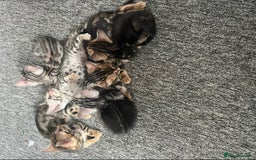 Bengal cats for sale: 🐾 TICA Registered Bengal Kittens 🐆🥰 - Image 13