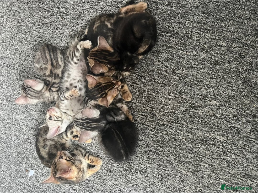 Bengal cats for sale: 🐾 TICA Registered Bengal Kittens 🐆🥰 - Image 13