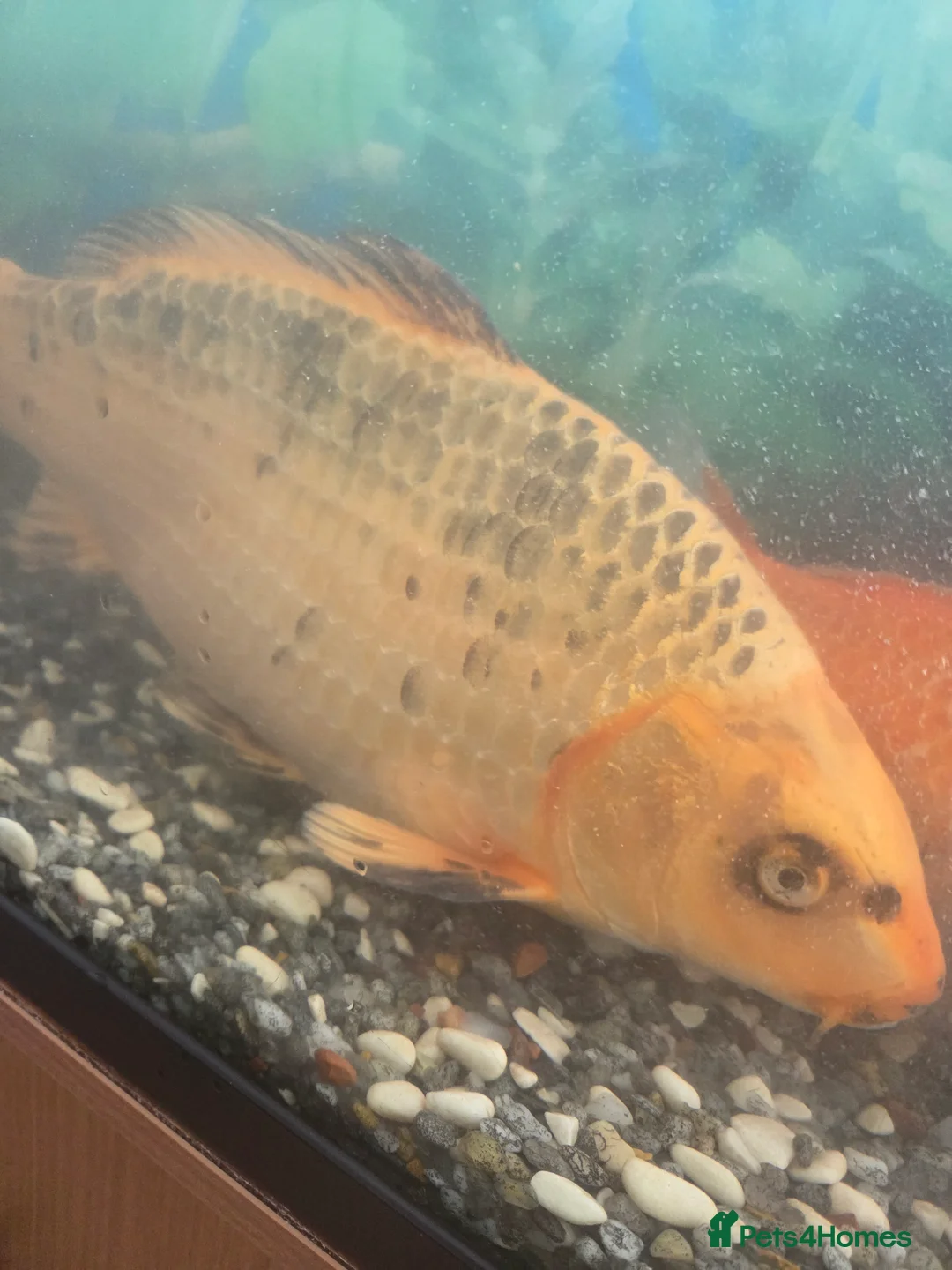 Koi Carp fish for sale: Koi fish in Leeds - Advert 1