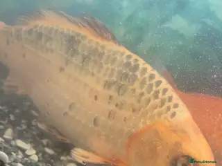 Koi Carp fish Koi fish in Leeds - Advert 6