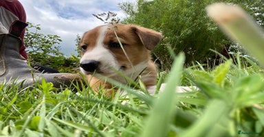 Welsh Collie dogs - Advert 11