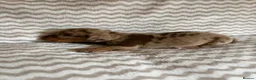 Miniature Dachshund dogs for sale: Smooth haired miniature Daschund babies in Liverpool - Advert 38