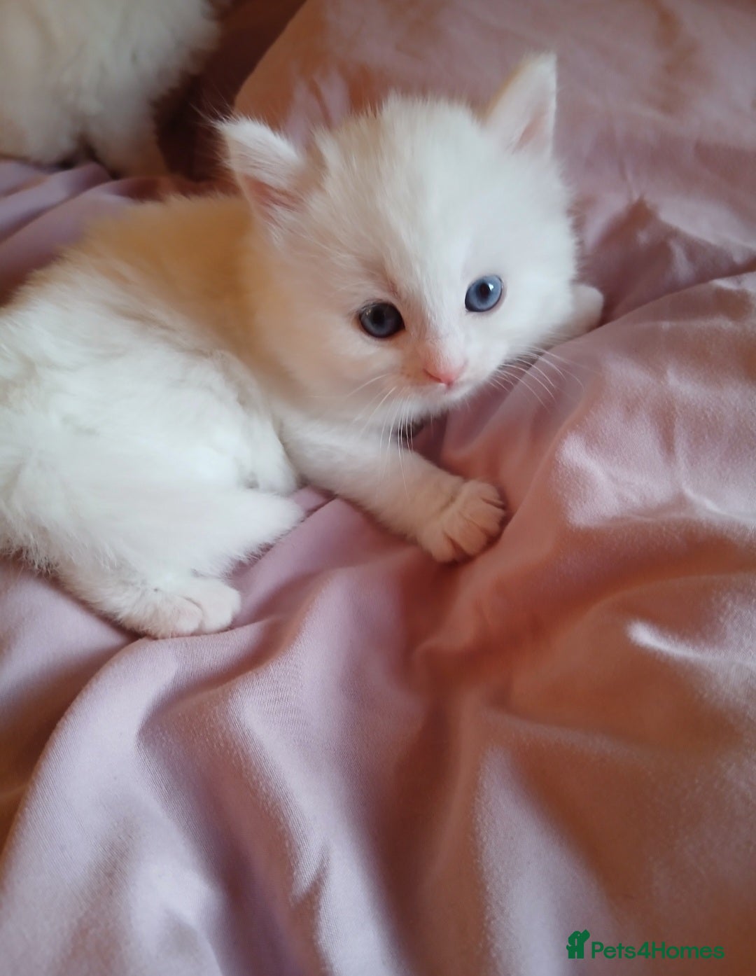 Turkish Angora cats Angoradoll Kittens - 2 available  - Advert 2
