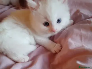 Turkish Angora cats Angoradoll Kittens - 2 available - Advert 2