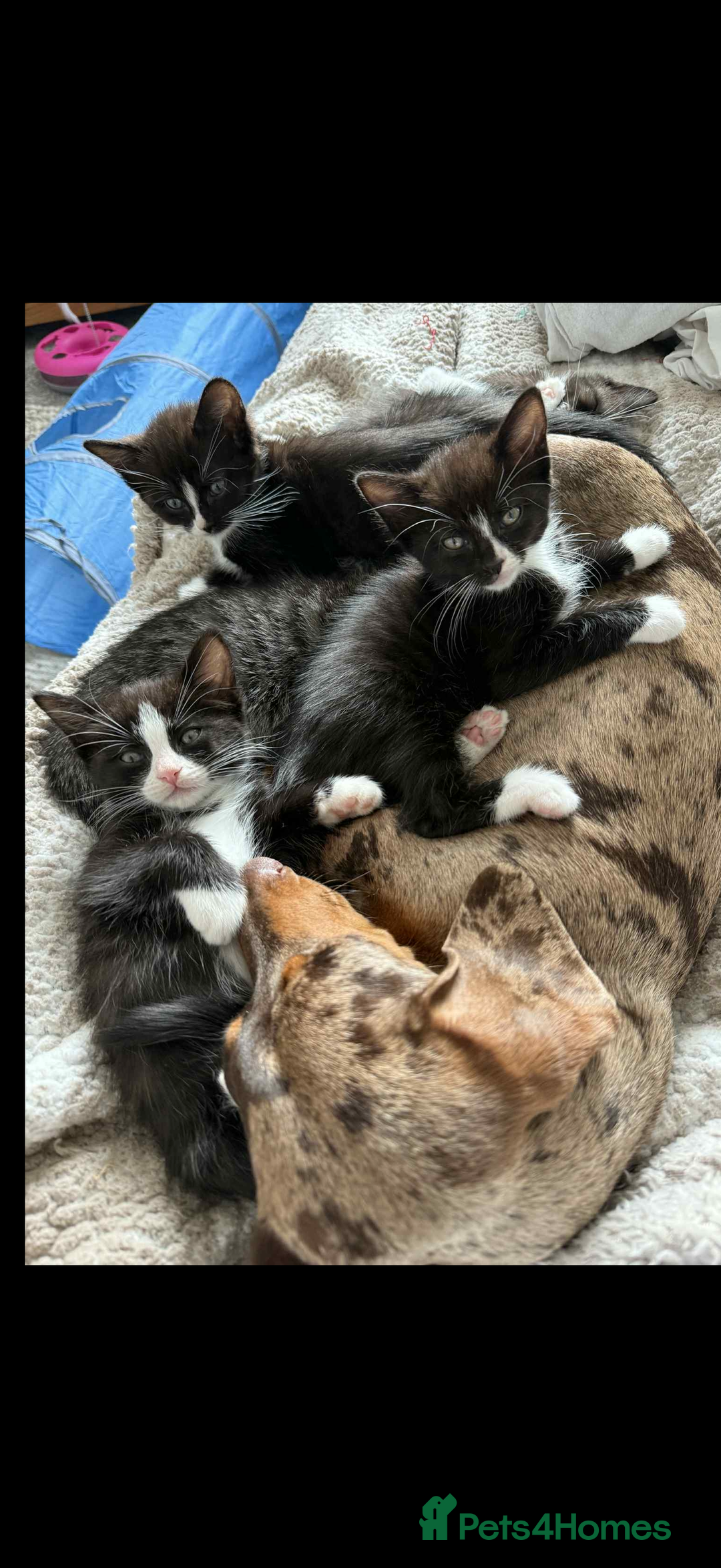 Ragdoll cats for sale: RAGDOLL MIX KITTENS  - Image 10