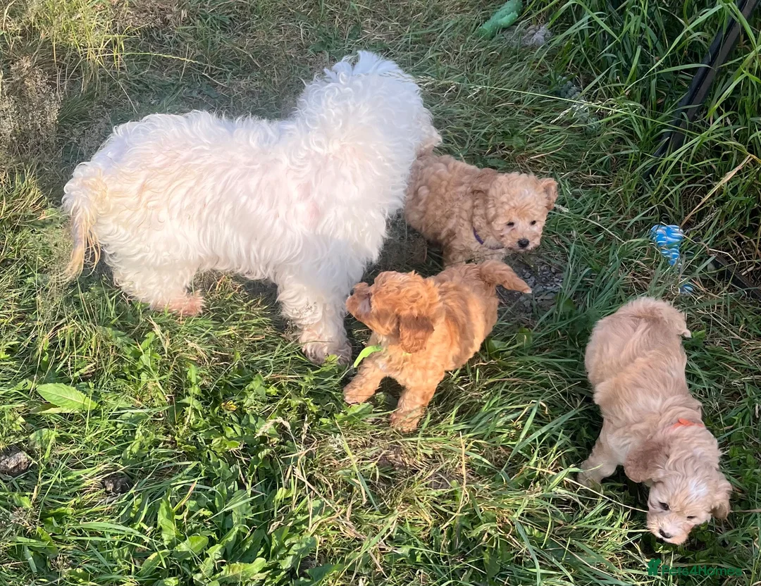 Cavapoochon dogs for sale: Cavapoochon girl puppies  - Advert 11