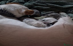 Jack Russell dogs for sale: Jack russell puppy's  - Image 2