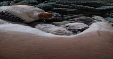 Jack Russell dogs - Advert 3