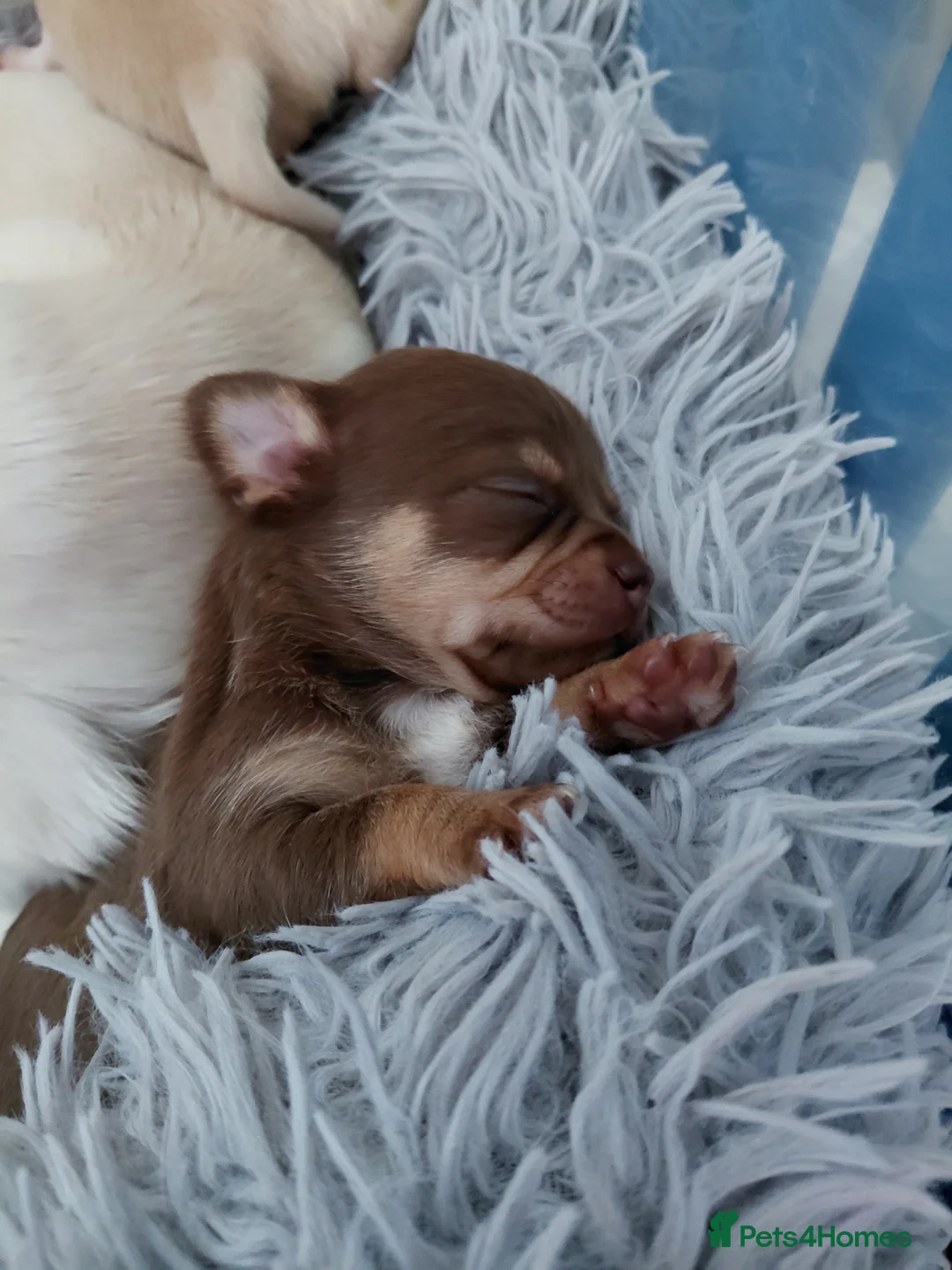 Chihuahua dogs for sale: Chihuhua pups in essex - Advert 2