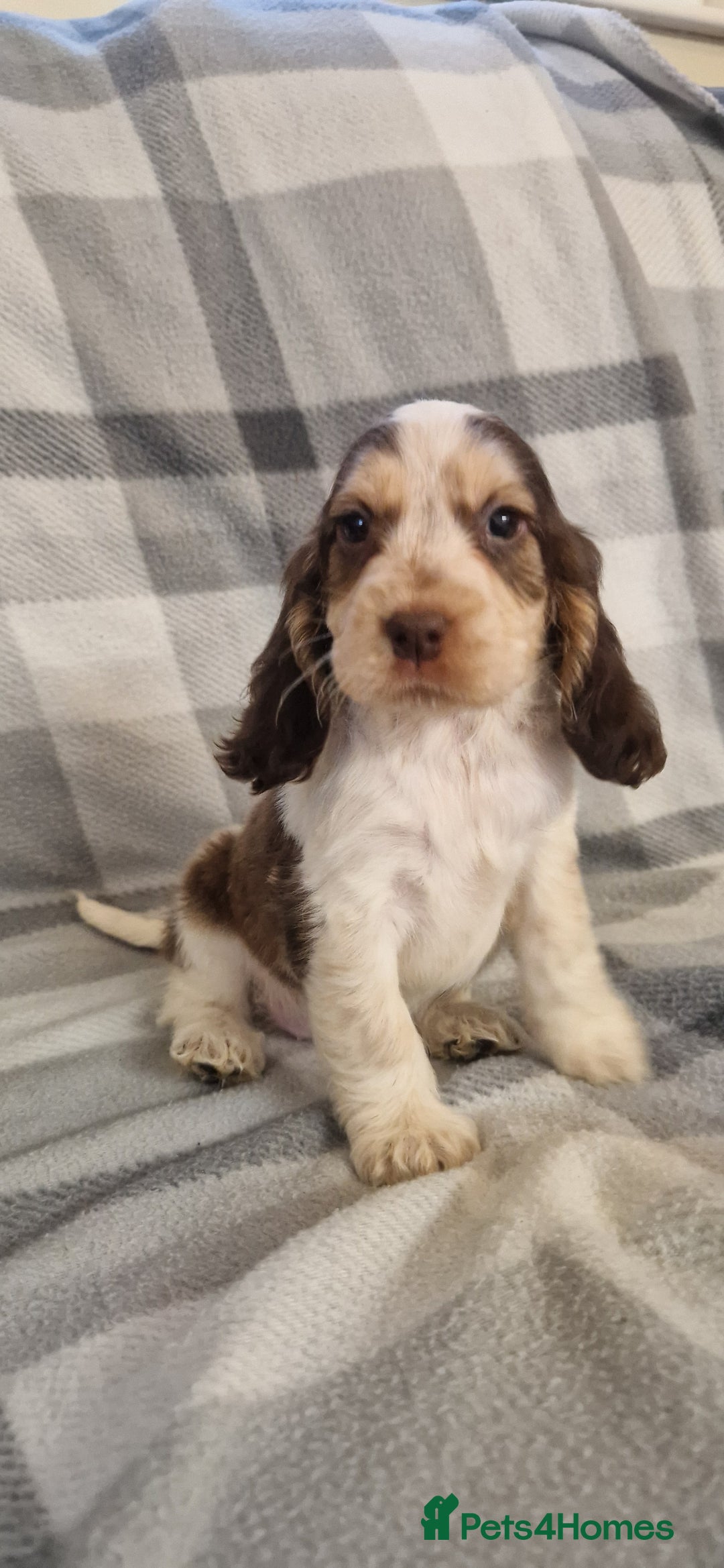 Cocker Spaniel dogs for sale: gorgeous cocker-spaniel puppies  - Advert 7