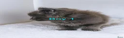 Maine Coon cats for sale: DNA health tested blue maine coon kittens - Advert 28