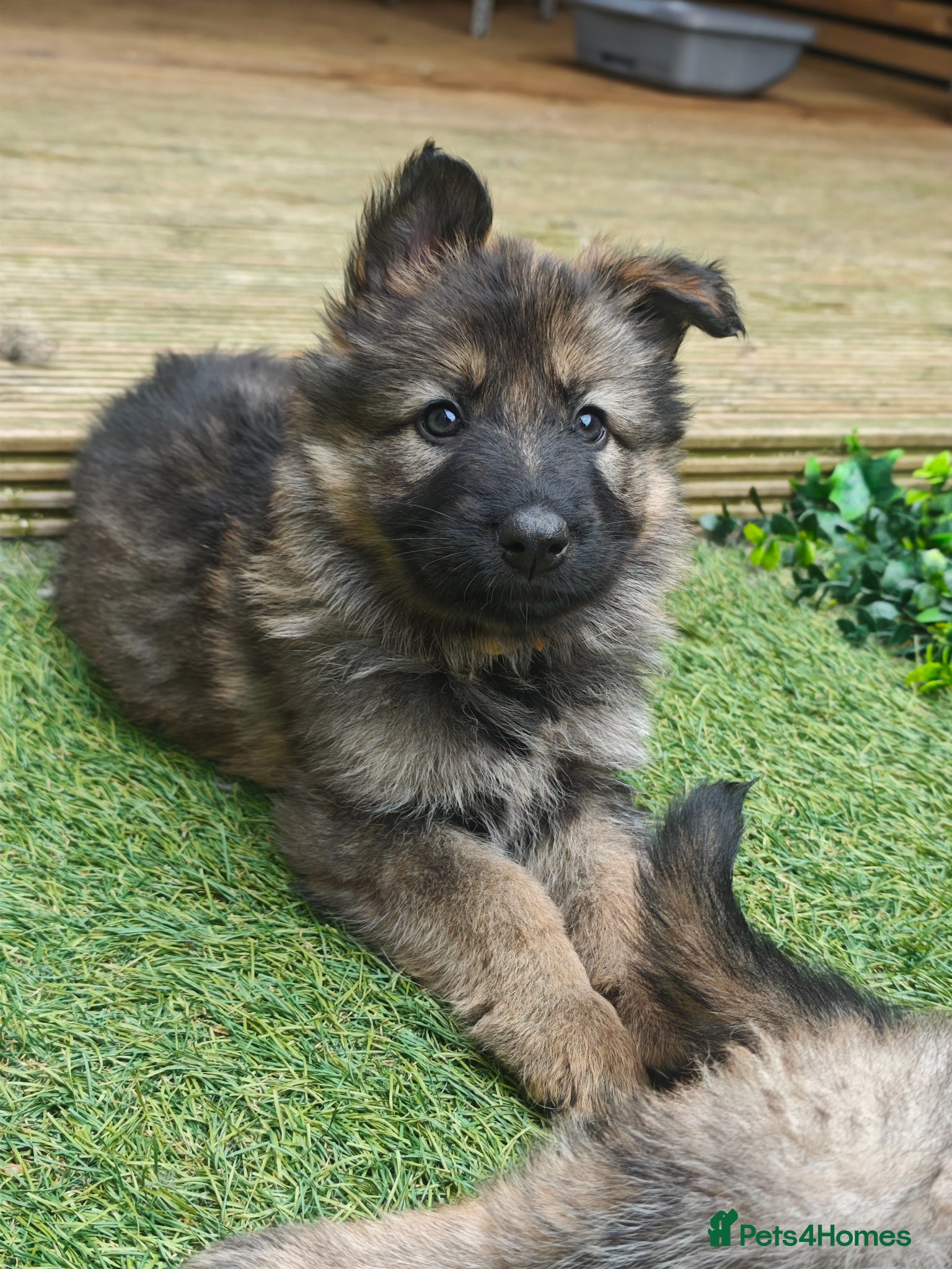 German Shepherd dogs for sale: 3 Purebred Pups XL Long-Hair GSD Girl Puppies - Advert 25