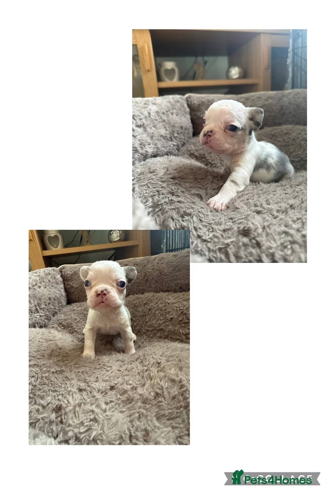 French Bulldog dogs for sale: LAST MALE LEFT beautiful KC reg French Bulldog - Advert 19