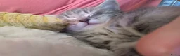 Mixed Breed cats for sale: For Sale Seven Georgeous Kittens - Advert 21